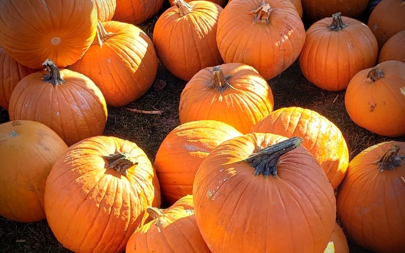 Free Things To Do Over Thanksgiving Break | Frugal Fun Mom